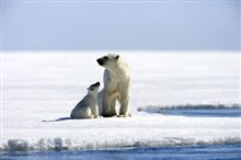 Arctic Tale Photo 3 - Large