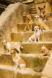 Beverly Hills Chihuahua Photo 18 - Large