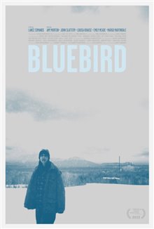 Bluebird Photo 1 - Large