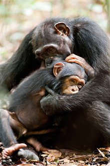 Chimpanzee Photo 23 - Large
