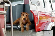 Firehouse Dog Photo 2 - Large