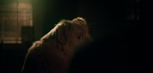 Good Boy Photo 5