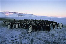 March of the Penguins Photo 4 - Large