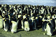 March of the Penguins Photo 6 - Large