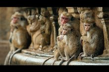 Monkey Kingdom Photo 5