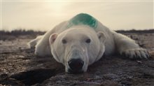 Nuisance Bear Photo 6
