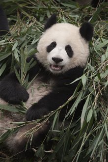 Pandas Photo 16