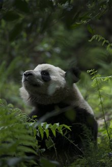 Pandas Photo 22