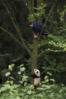 Pandas Photo 24