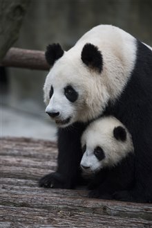Pandas Photo 27