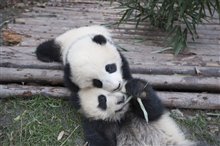 Pandas Photo 13