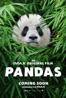 Pandas Photo 32