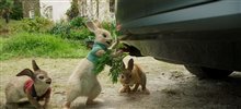Peter Rabbit Photo 7