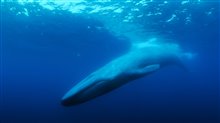 The Loneliest Whale: The Search for 52 Photo 2