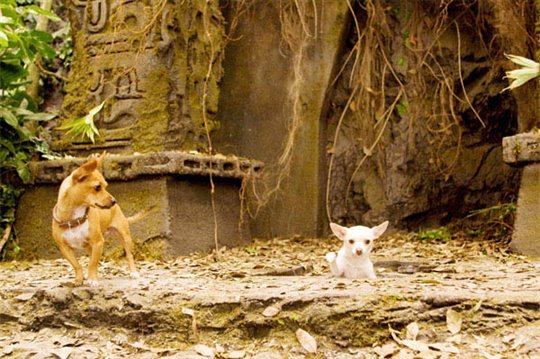 Beverly Hills Chihuahua Photo 9 - Large
