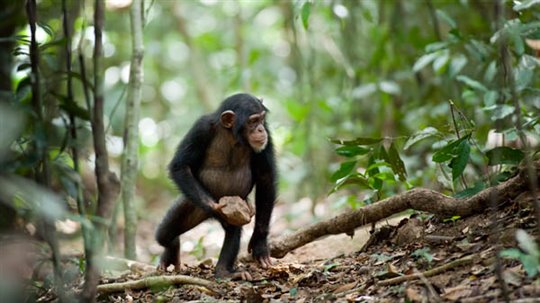 Chimpanzee Photo 2 - Large