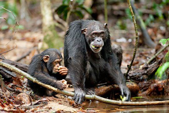 Chimpanzee Photo 12 - Large