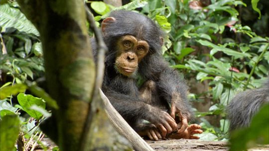 Chimpanzee Photo 14 - Large