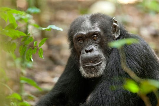 Chimpanzee Photo 16 - Large