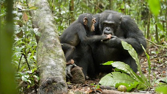 Chimpanzee Photo 18 - Large