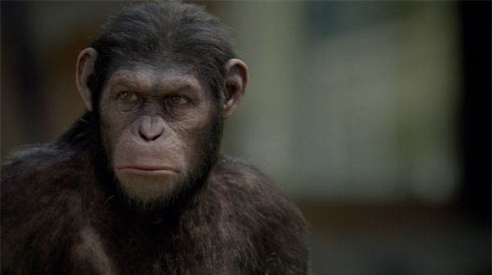 Rise of the Planet of the Apes Photo 14 - Large