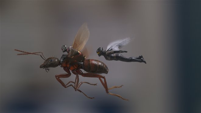 Ant-Man and The Wasp Photo 7 - Large