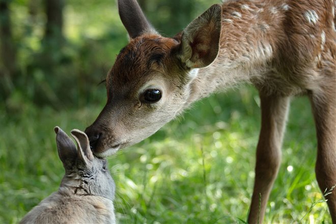 Bambi, l'histoire d'une vie dans les bois Photo 1 - Large