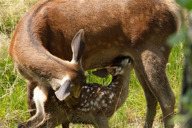 Bambi, l'histoire d'une vie dans les bois Photo 3 - Large