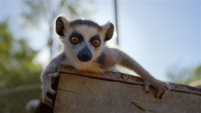 Born to Be Wild (Apple TV) Photo 4 - Large
