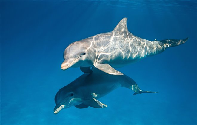 Dolphins Photo 1 - Large