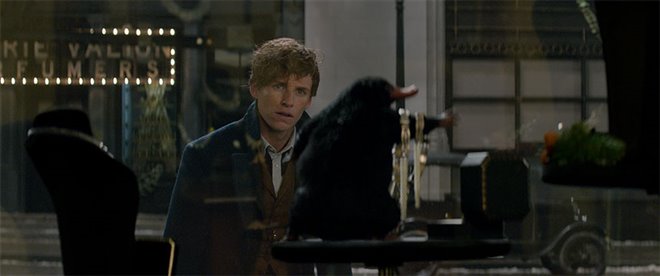 Fantastic Beasts and Where to Find Them Photo 34 - Large