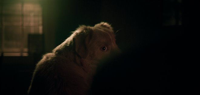 Good Boy Photo 5 - Large