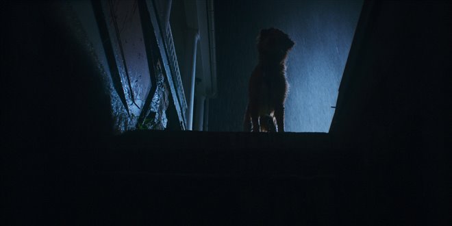 Good Boy Photo 7 - Large