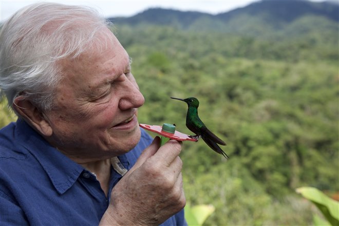 Life in Color with David Attenborough (Netflix) Photo 4 - Large
