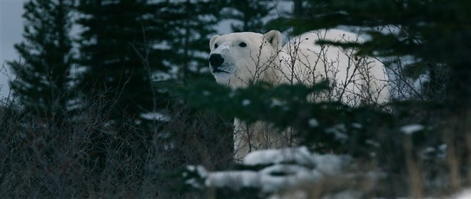 Nuisance Bear Photo 4 - Large