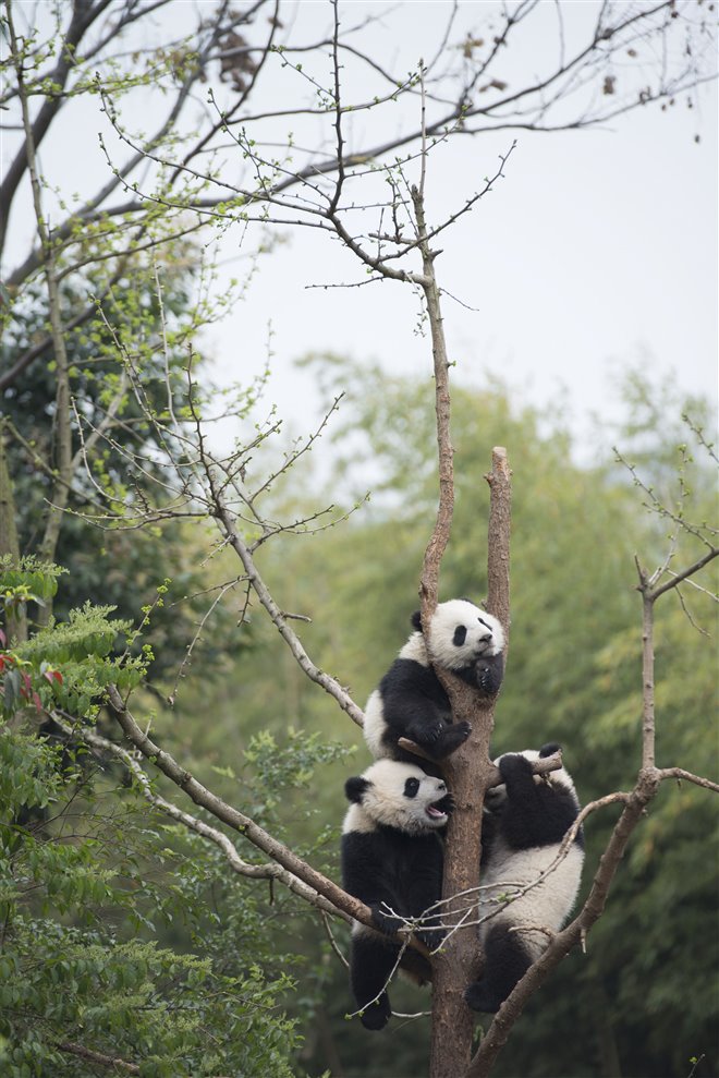 Pandas Photo 18 - Large