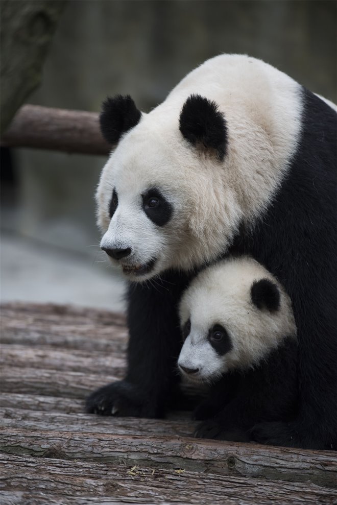 Pandas Photo 27 - Large