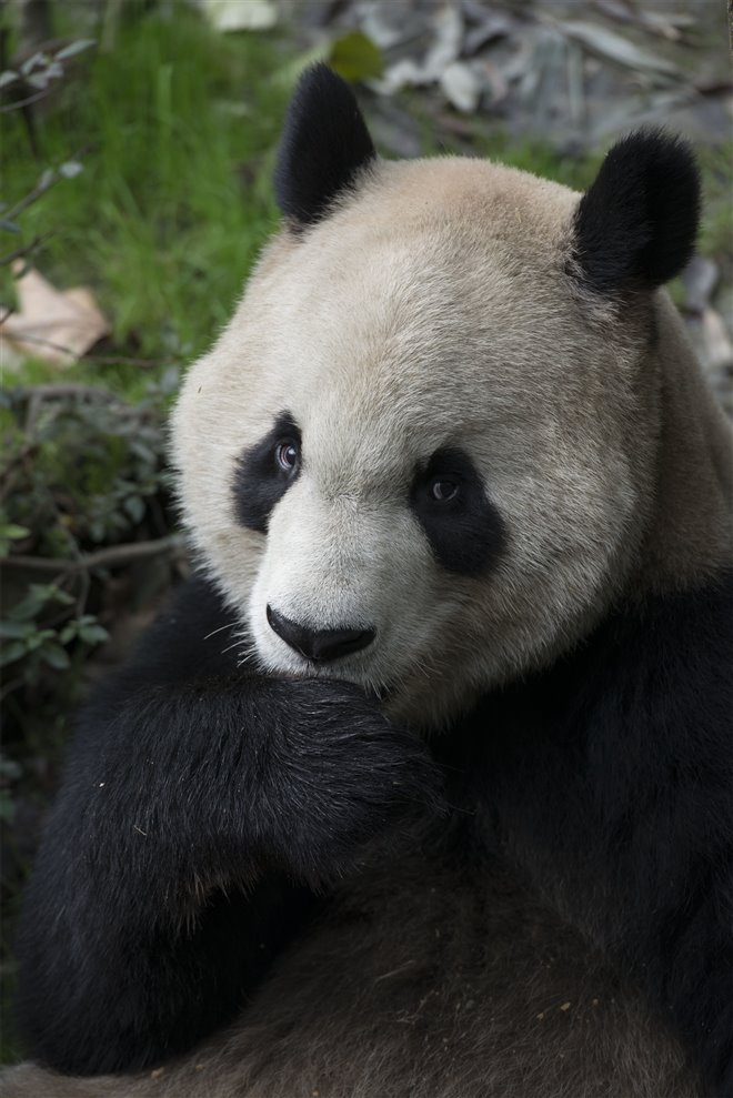 Pandas Photo 28 - Large