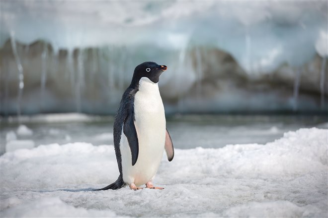 Penguins Photo 7 - Large