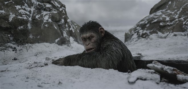 War for the Planet of the Apes Photo 7 - Large