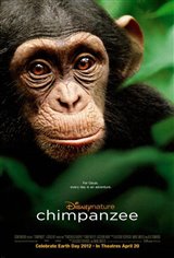 Chimpanzee Large Poster