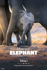 Elephant (Disney+) Movie Trailer