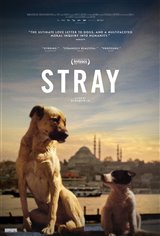 Stray : Le monde des chiens errants (v.o.s.t-f.) Movie Poster