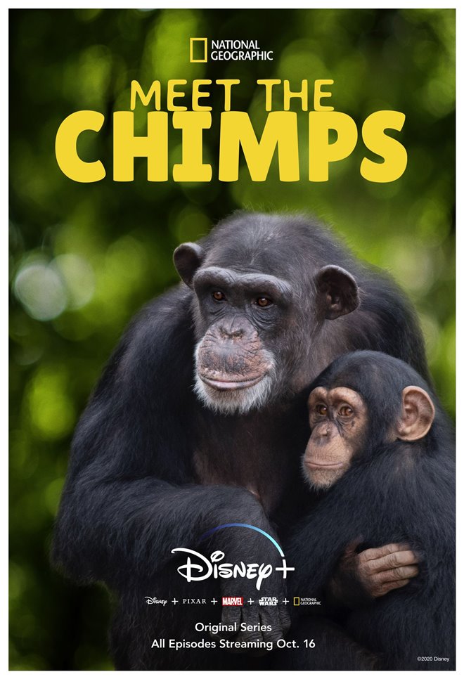 Meet the Chimps (Disney+) Large Poster