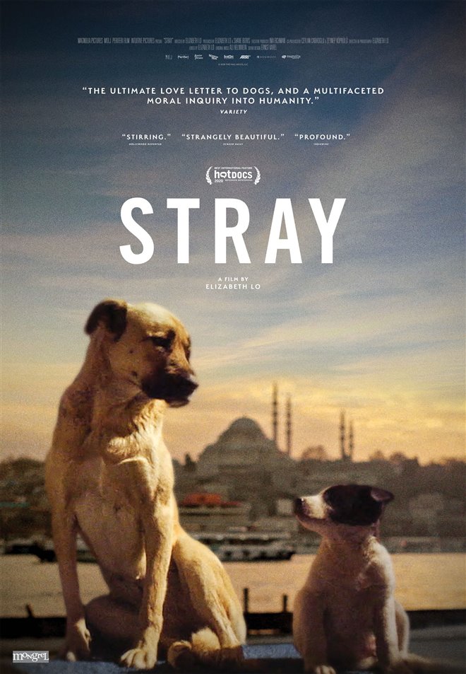 Stray Large Poster