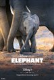 Elephant (Disney+) Movie Poster