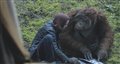 Dawn of the Planet of the Apes movie clip - Hanging Out Video Thumbnail