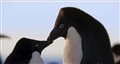 'Penguins' Movie Clip - "Meet Adeline" Video Thumbnail