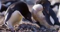 'Penguins' Movie Clip - "Sharing Duties" Video Thumbnail