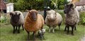 THE SHEEP DETECTIVES Trailer 2 Video Thumbnail